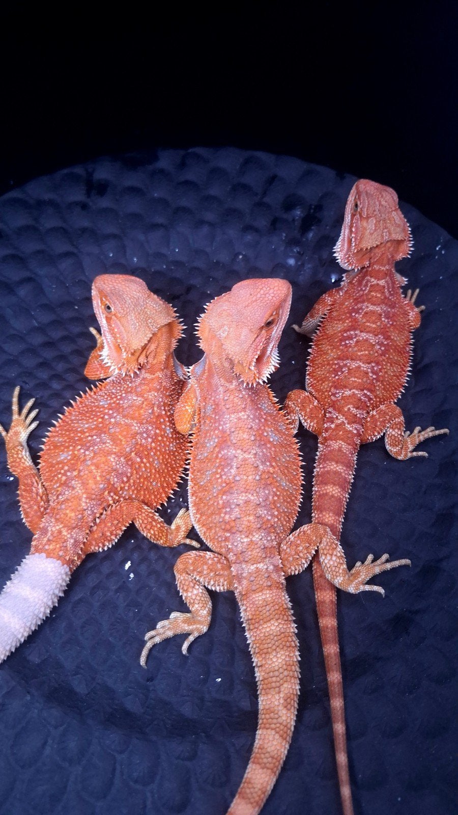 50% Red Monster Hypo het. Translucent Man, Dieren en Toebehoren
