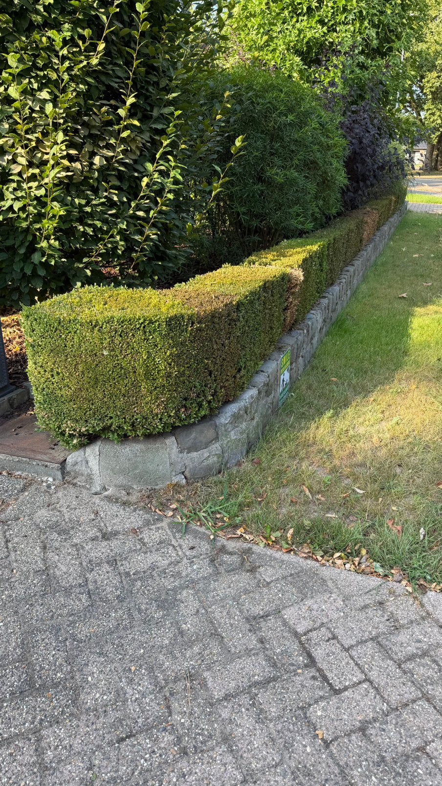 18 meter Buxushaag | Zelf uitgraven | Direct beschikbaar, Enlèvement, Buis, Haie