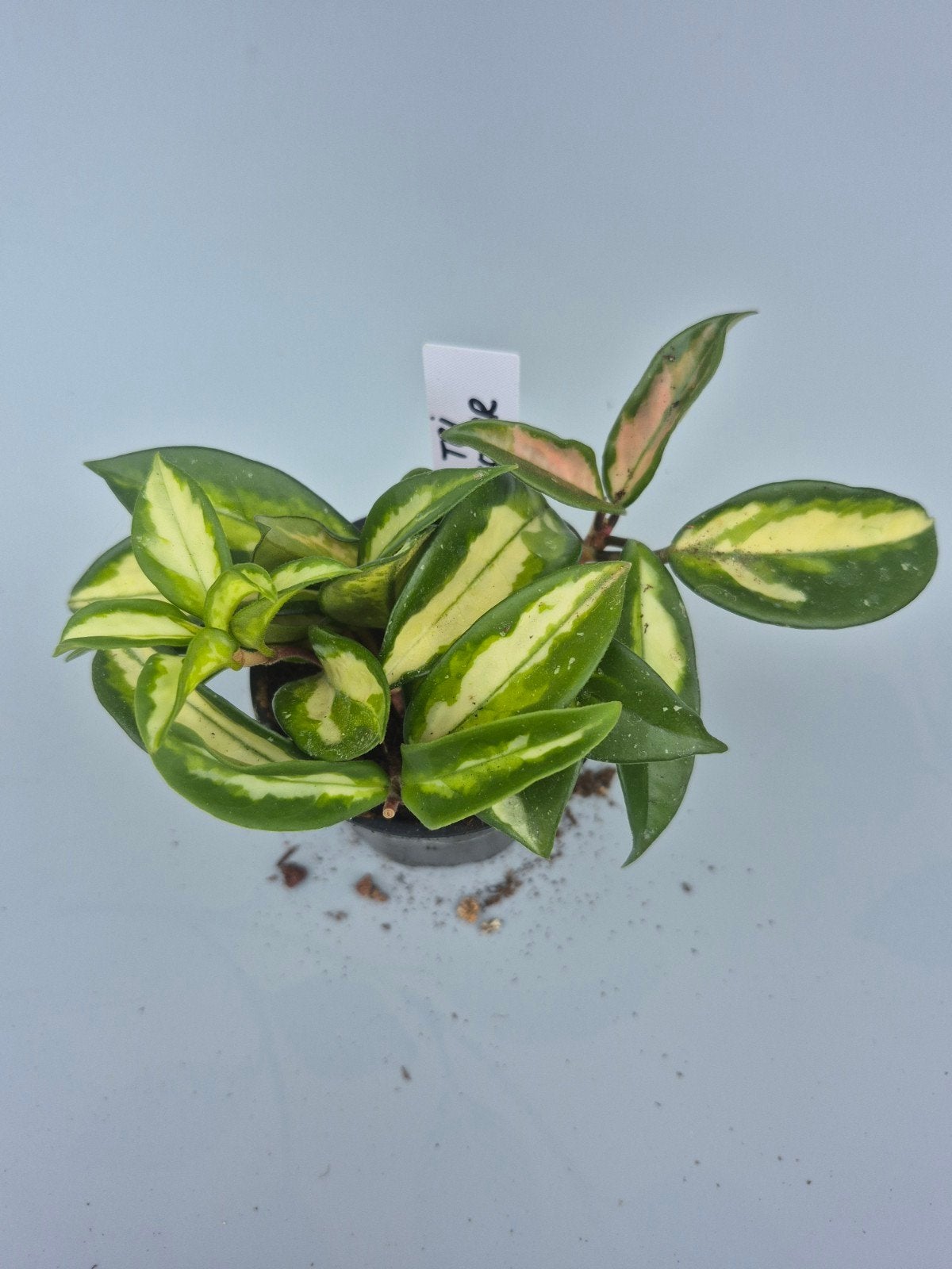 Hoya tricolor, Maison & Meubles, Plantes d'intérieur, Enlèvement ou Envoi