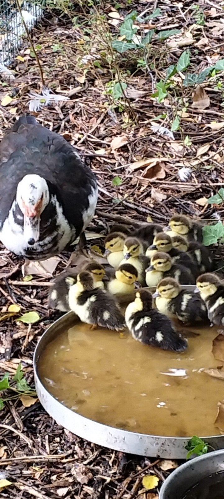 ganzen en eenden, Animaux & Accessoires, Canard