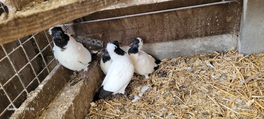 Duitse nonduiven, Dieren en Toebehoren