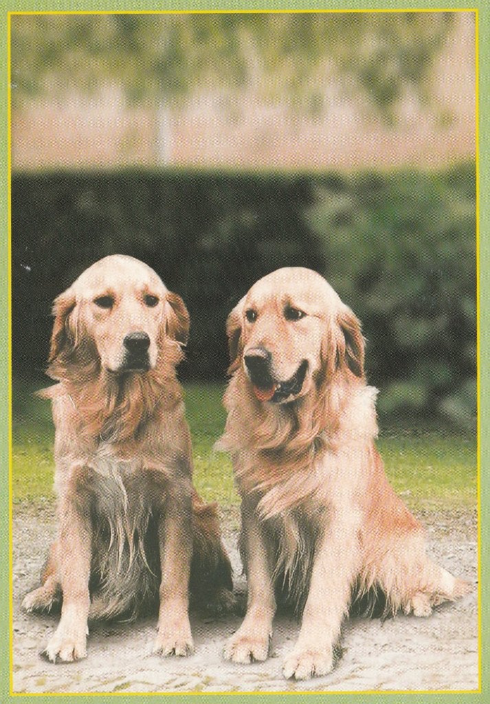 GOLDEN  RETRIEVERS, Enlèvement ou Envoi, Non affranchie, Chien ou Chat