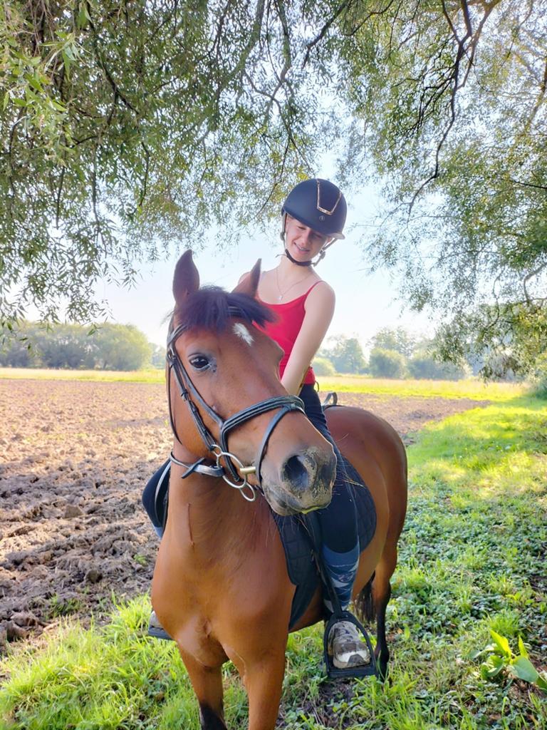 Paard gezocht, Dieren en Toebehoren, Pony's