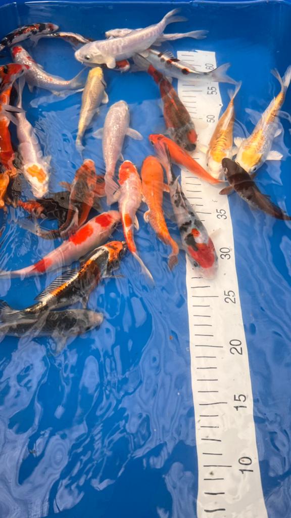 Tosai Japanse Koi, Dieren en Toebehoren, Karper of Koi