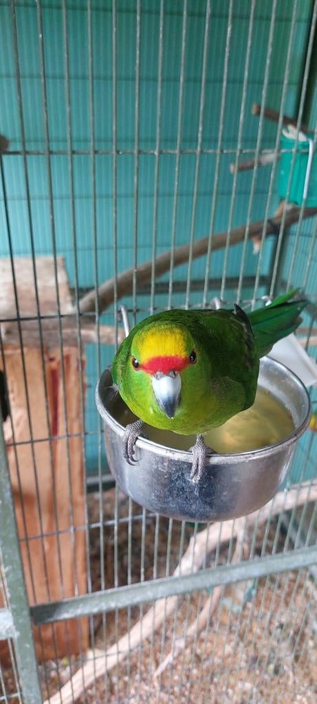 Geelvoorhoofd Kakariki's, Plusieurs animaux, Perruche, Bagué