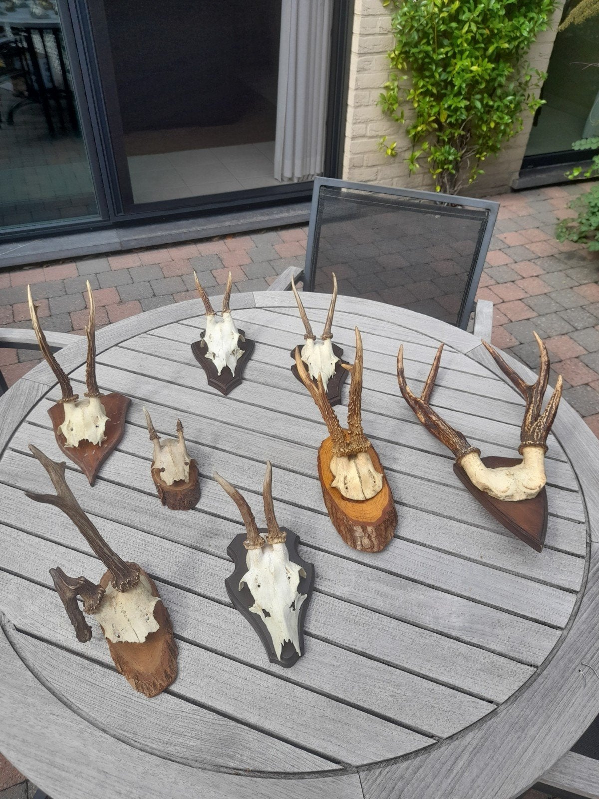 lot de bois, taxidermie, trophée de chasse, Collections, Collections Animaux, Enlèvement ou Envoi