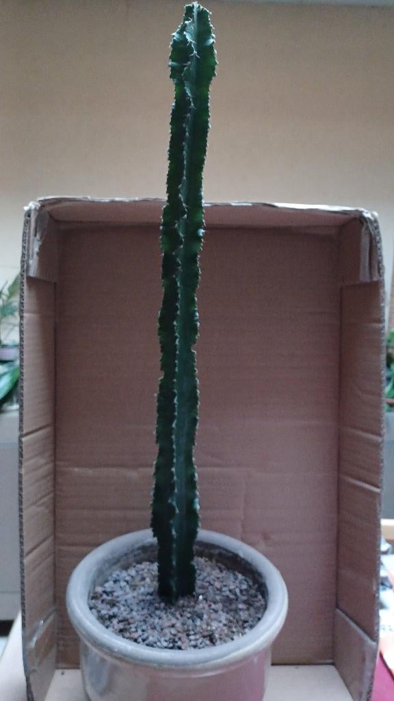 Plant in pot, Ophalen, In pot