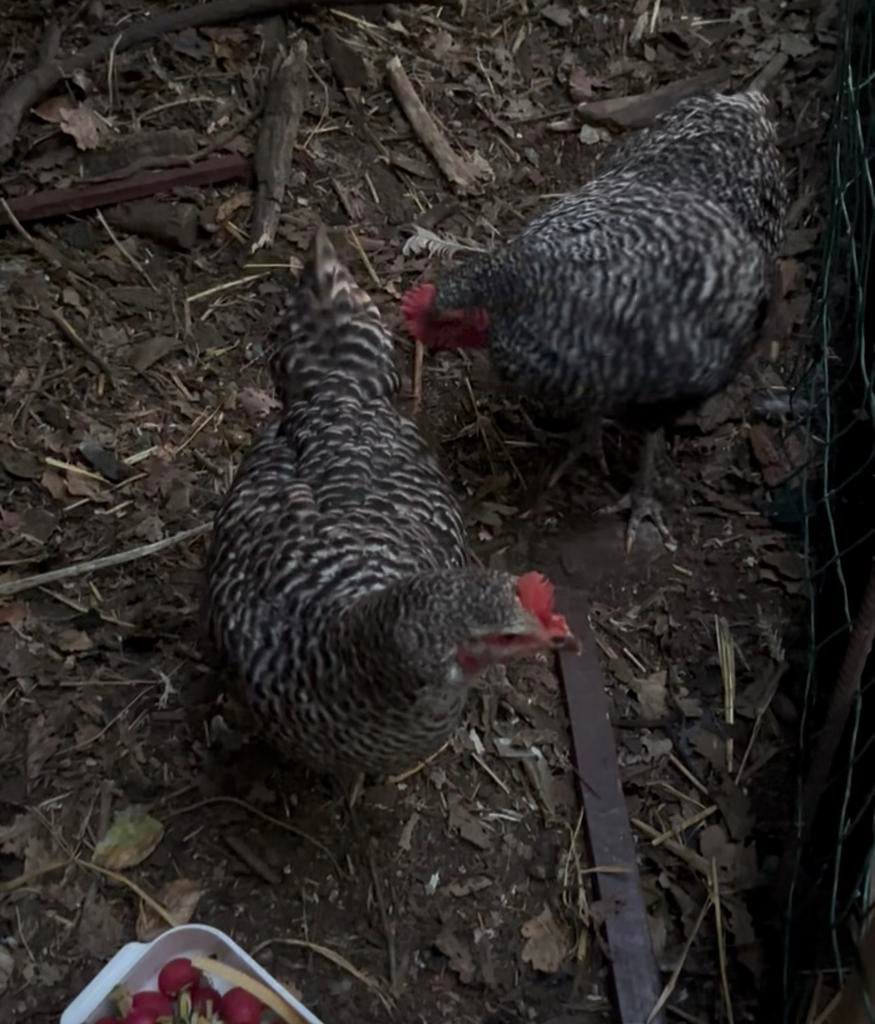 Broedeieren Mechelse koekoek, Dieren en Toebehoren, Kip