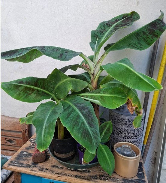 bananenplanten binnen # maten, Huis en Inrichting, Ophalen, Overige soorten, In pot