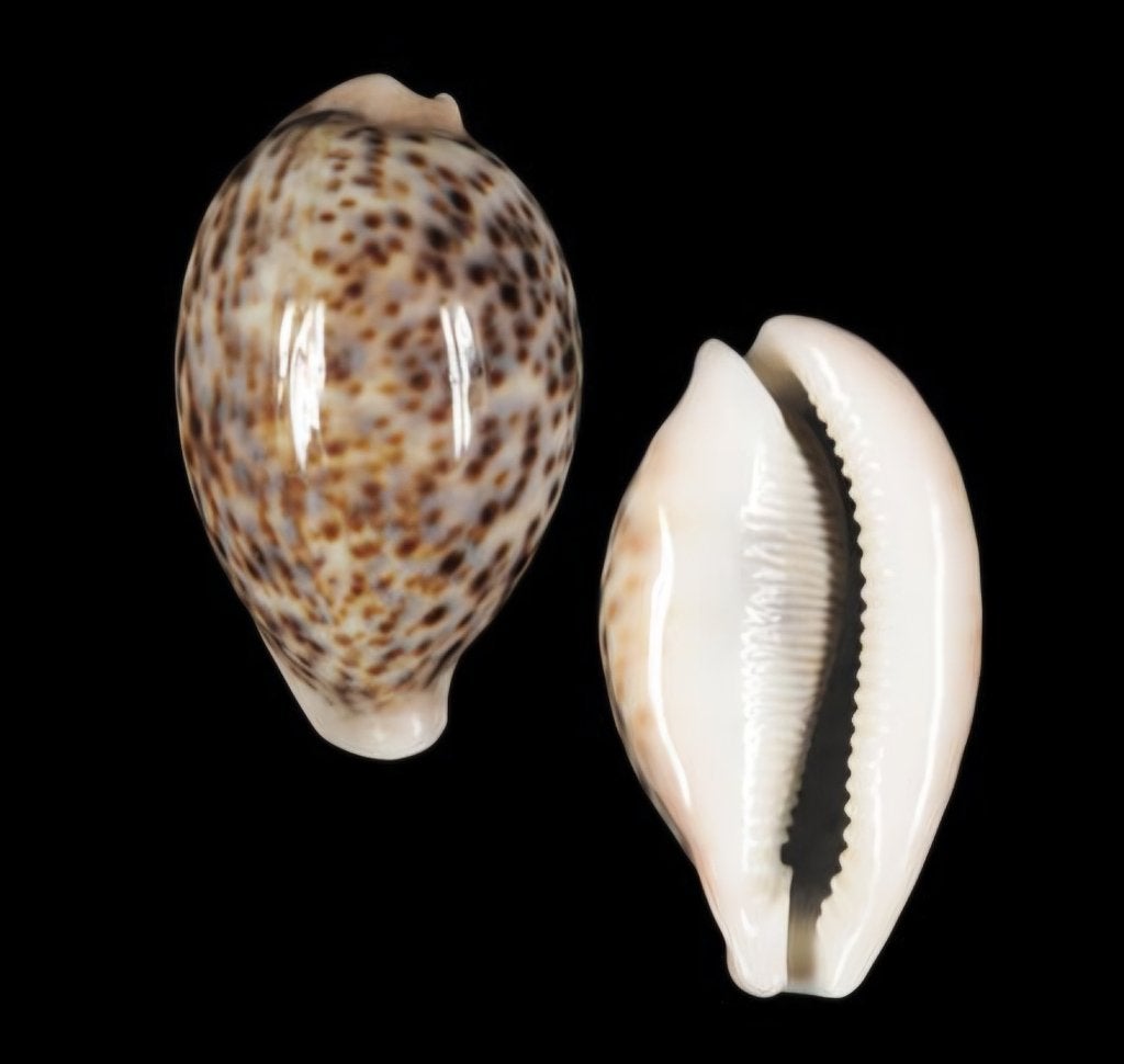 Cypraea pantherina 66,6 mm F++ état. Coquille, Collections, Collections Animaux, Enlèvement ou Envoi, Comme neuf, Autres, Autres types