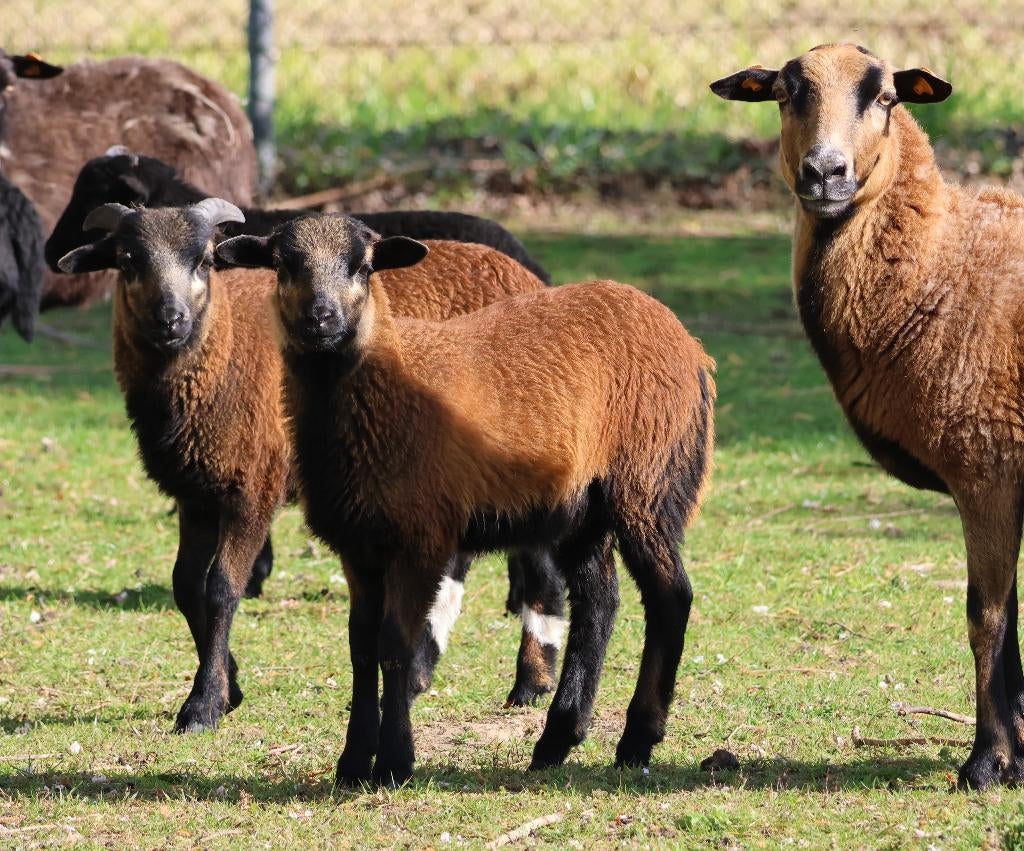 Kameroenlammetjes (1 ooitje, 2 bokjes), Dieren en Toebehoren, Schapen, Geiten en Varkens, Meerdere dieren, Schaap, 0 tot 2 jaar