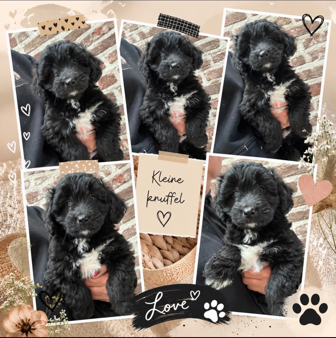 Australian doodle mini, Animaux & Accessoires, Chien (mâle), Caniche, Hépatite contagieuse (maladie de Rubarth), Belgique