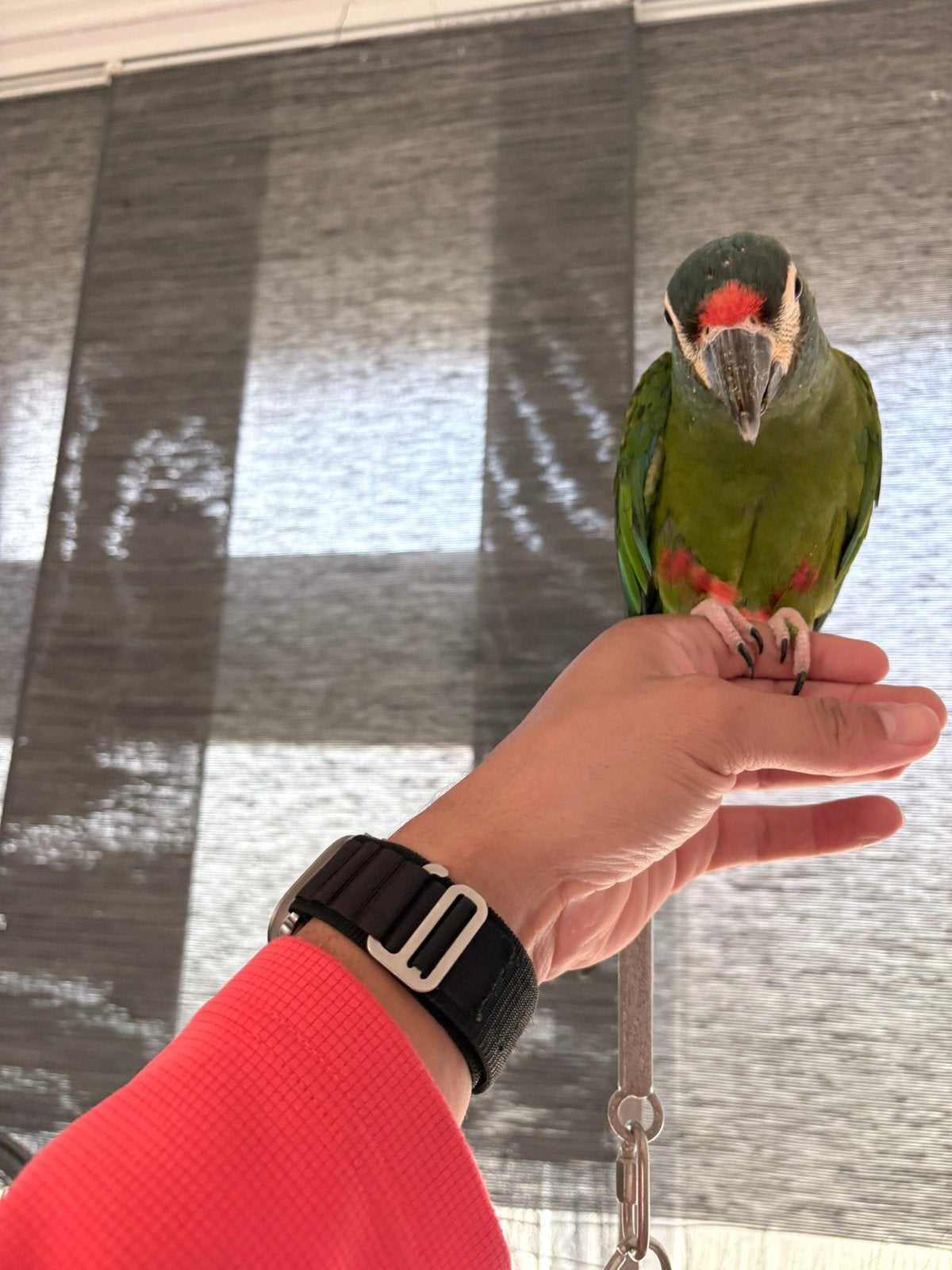 Ara maracana, Animaux & Accessoires, Mâle, Perroquet, Parleur