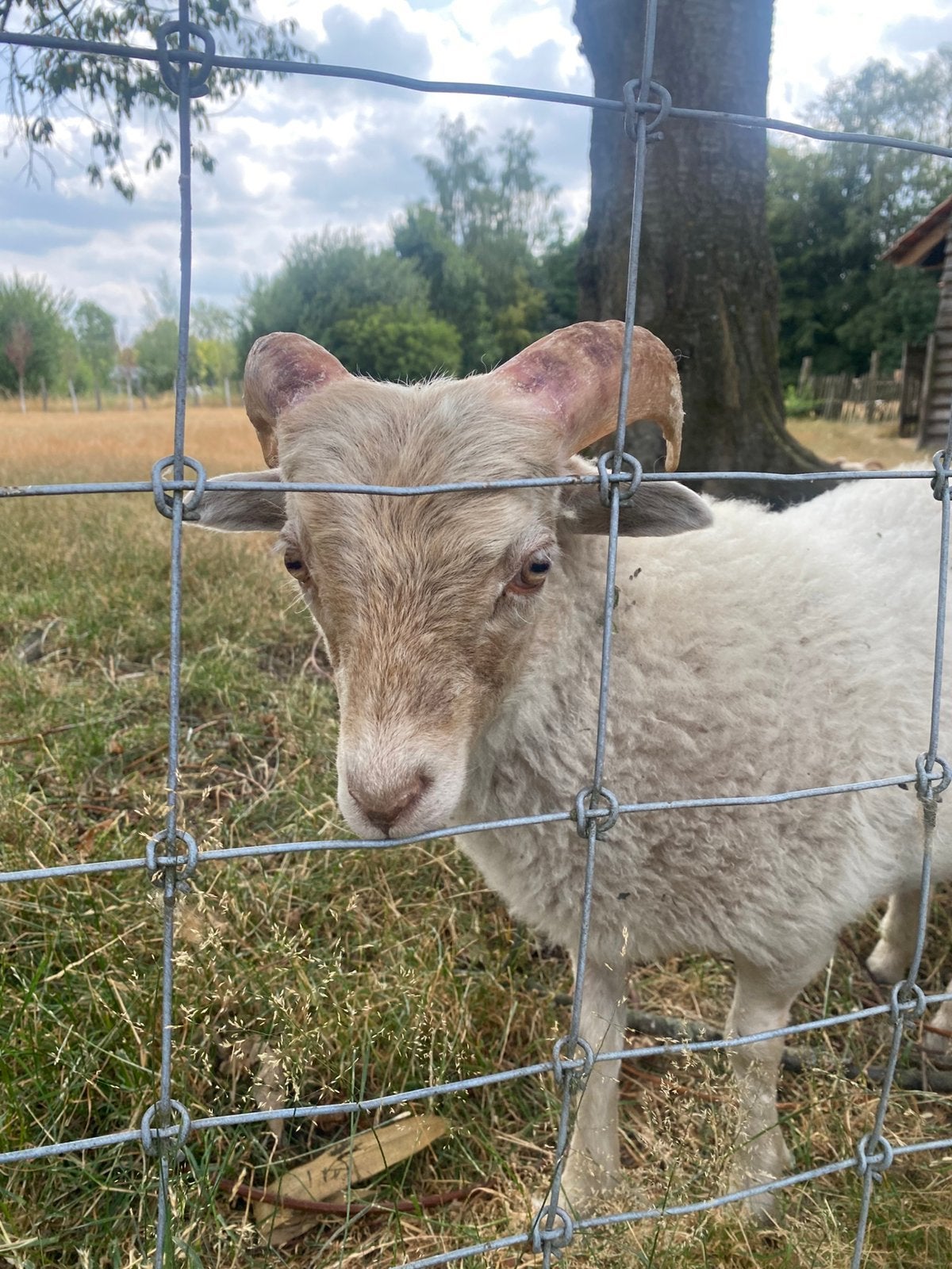 Witte Ouessant ram, Animaux & Accessoires, Moutons, Chèvres & Cochons