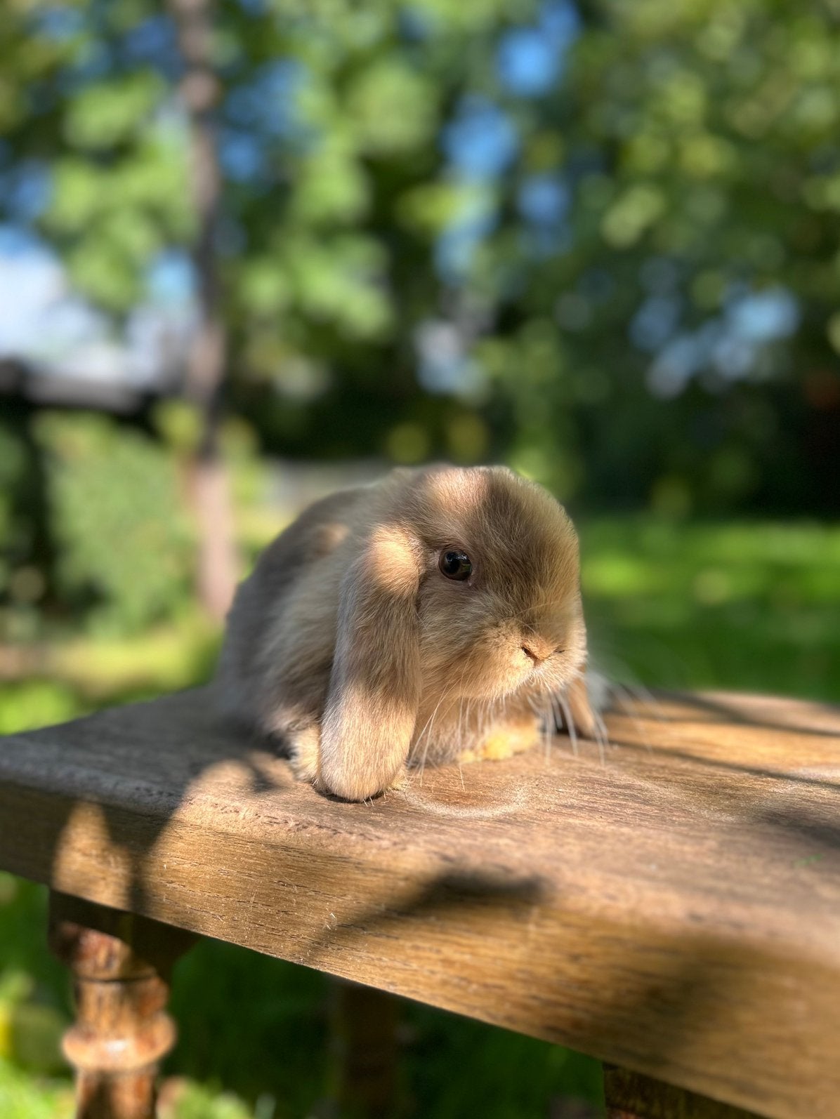 Lieve, jonge NHD konijntjes, Dieren en Toebehoren, Meerdere dieren, Dwerg, Hangoor, 0 tot 2 jaar
