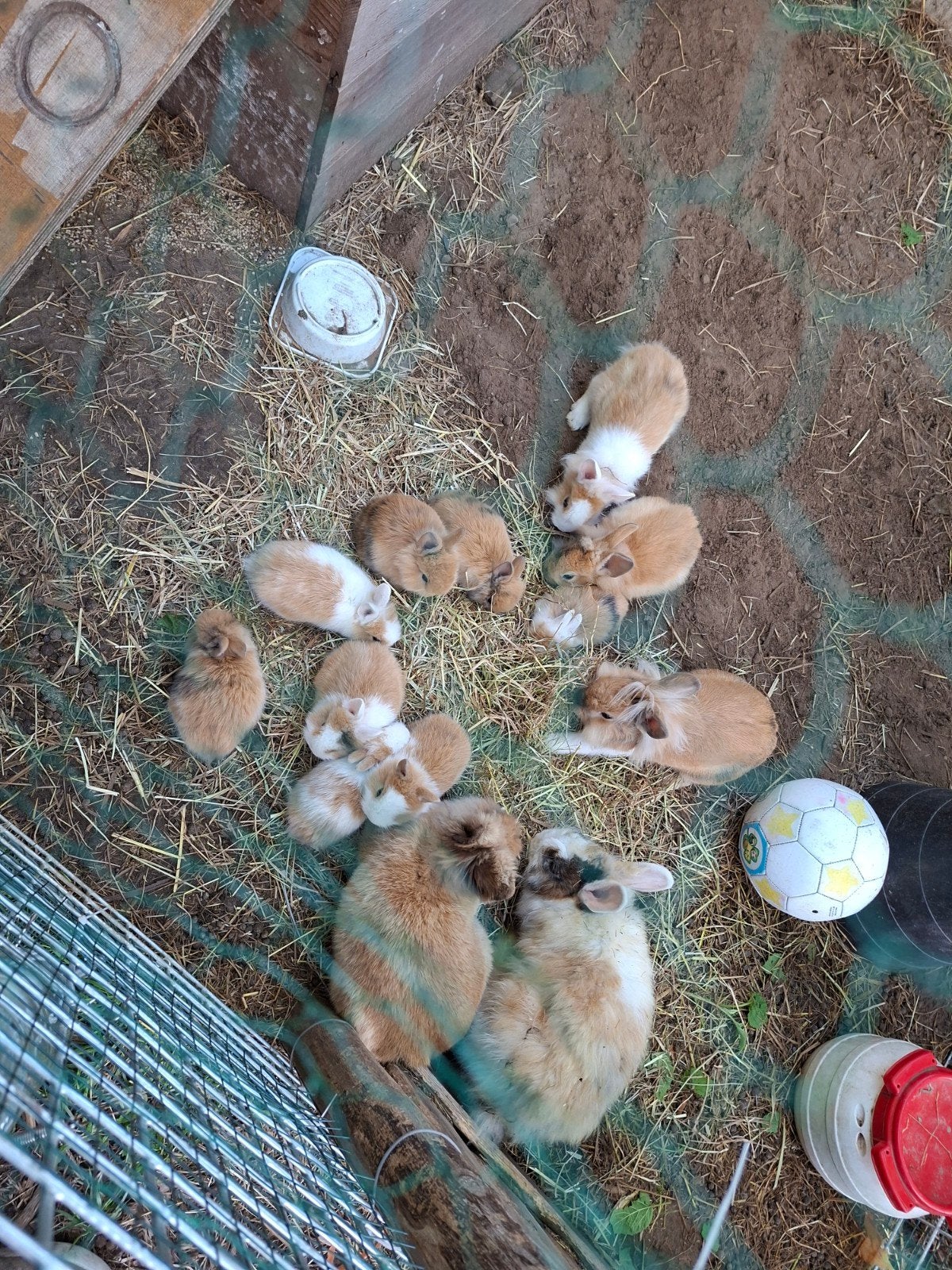 Konijntjes, leeuwenkopjes, Dieren en Toebehoren
