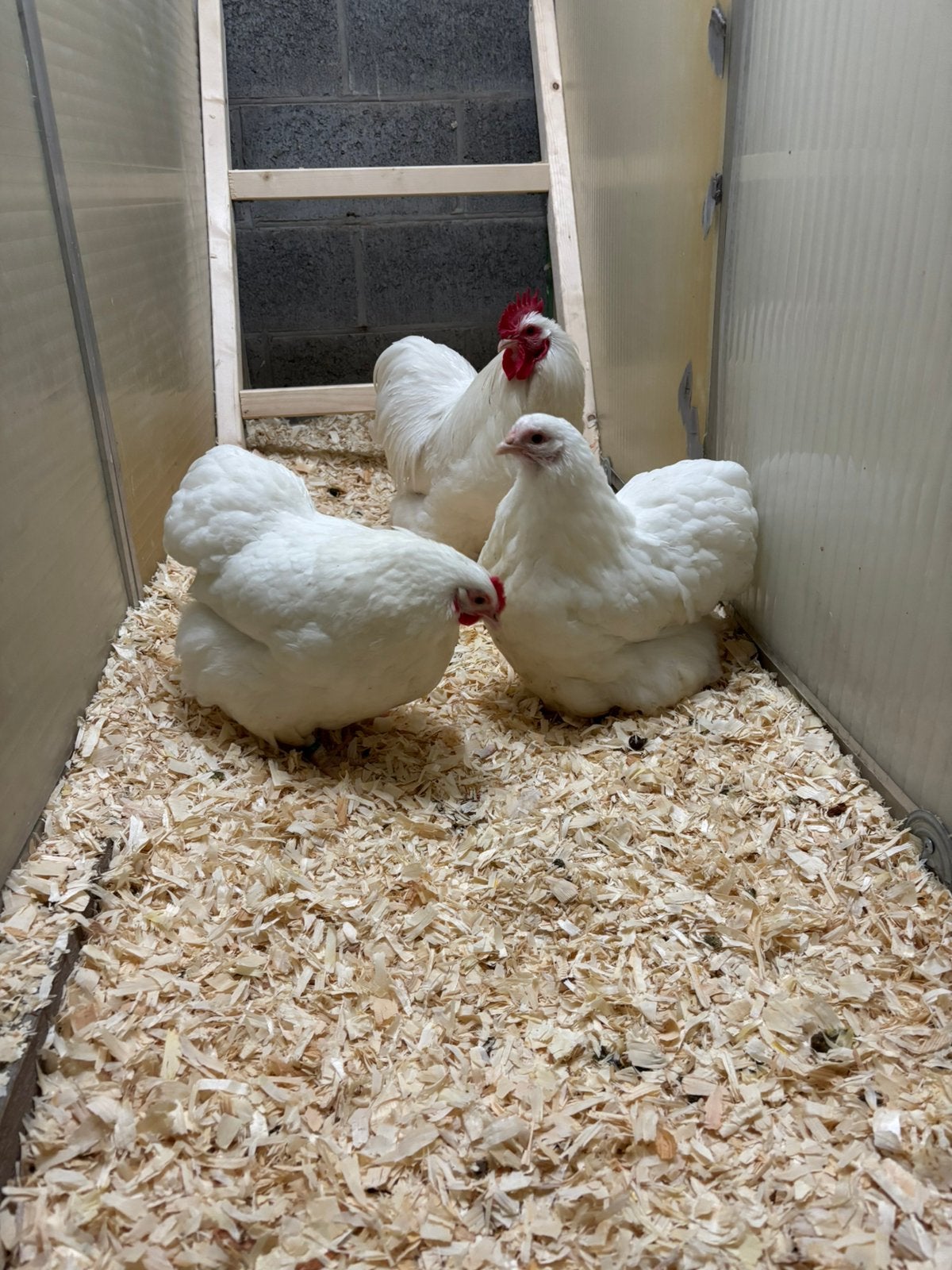 Orpington kriel haan, Dieren en Toebehoren