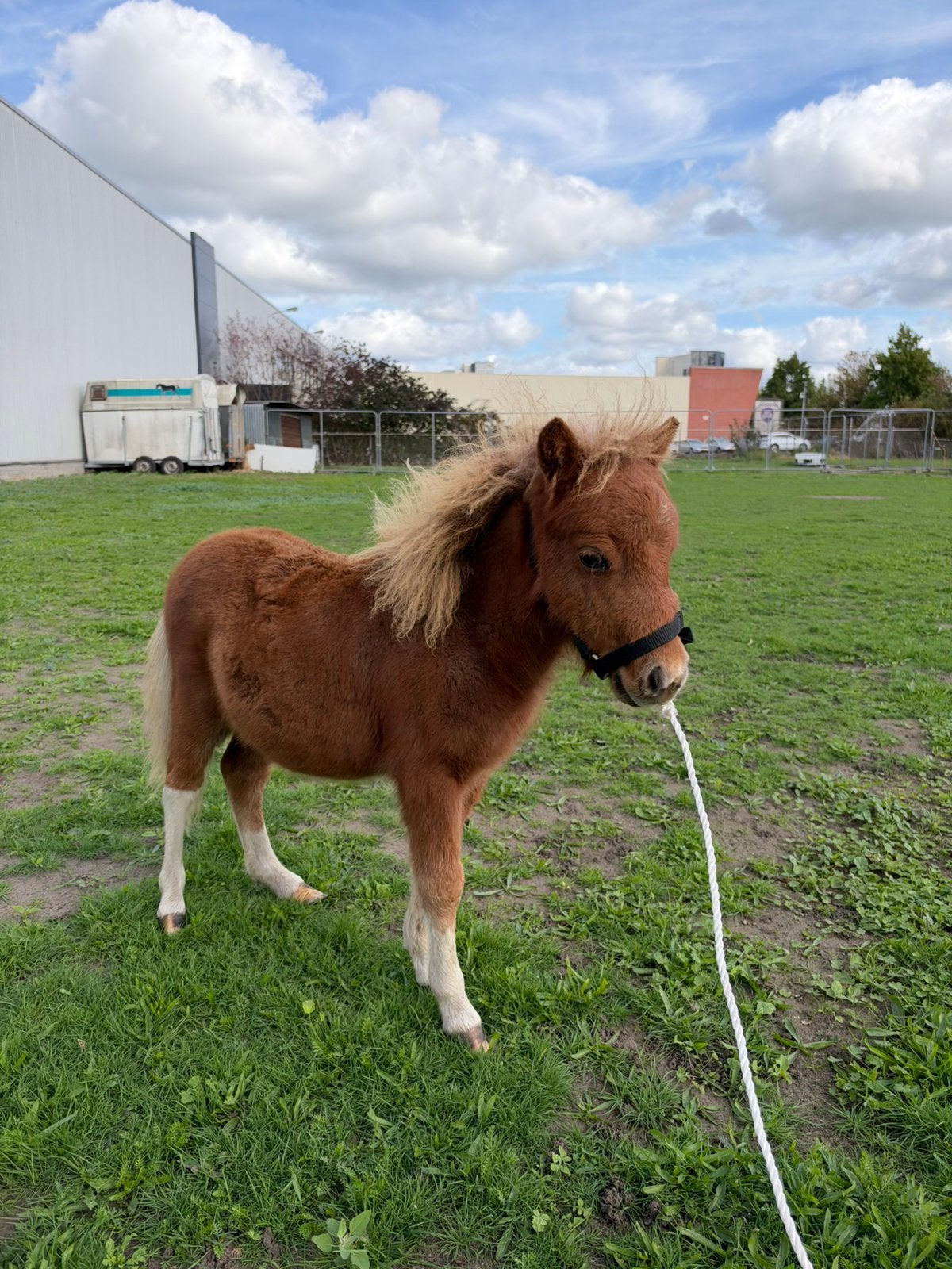 Super mooi lief klein paardje, Hengst