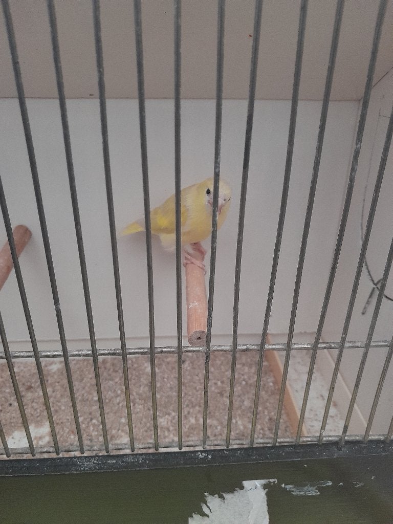 sijs, Dieren en Toebehoren, Mannelijk, Wildzangvogel, Geringd