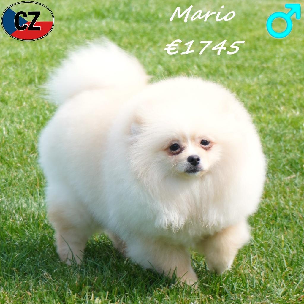 Mario, Prachtige Kees - zoekt een warme thuis, 15 weken tot 1 jaar, Buitenland, Parvo, Eén hond