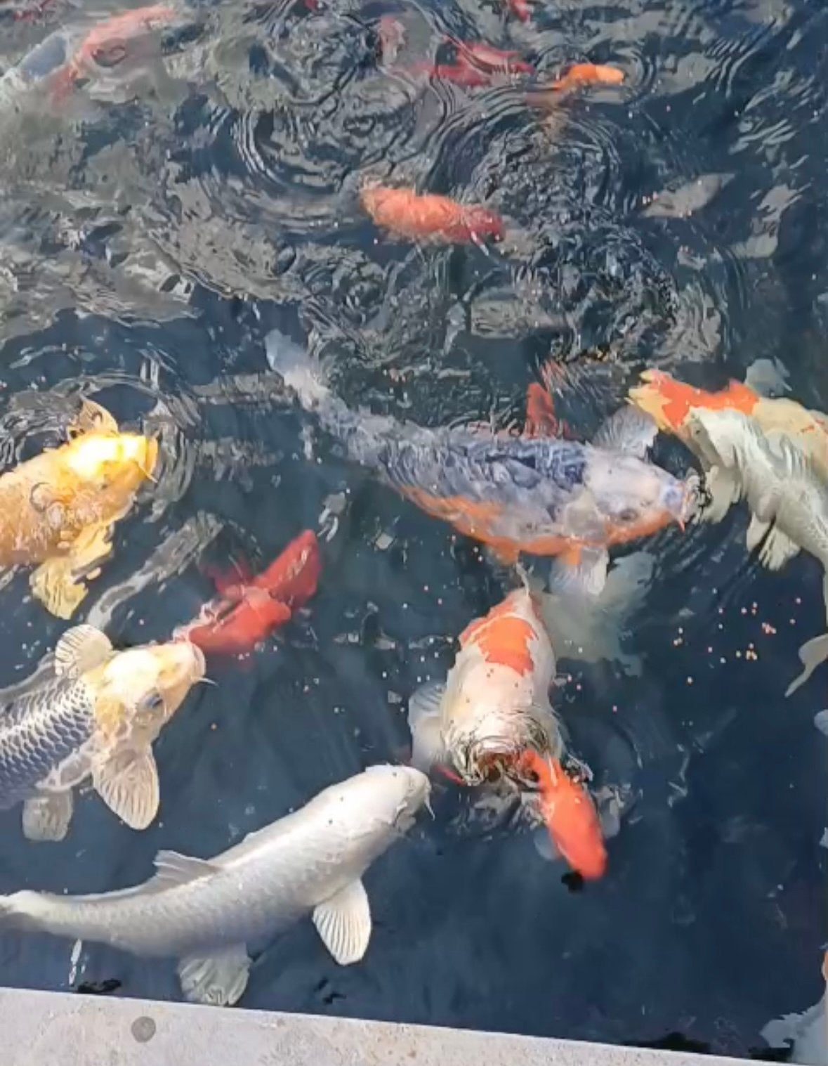 Kois, Dieren en Toebehoren