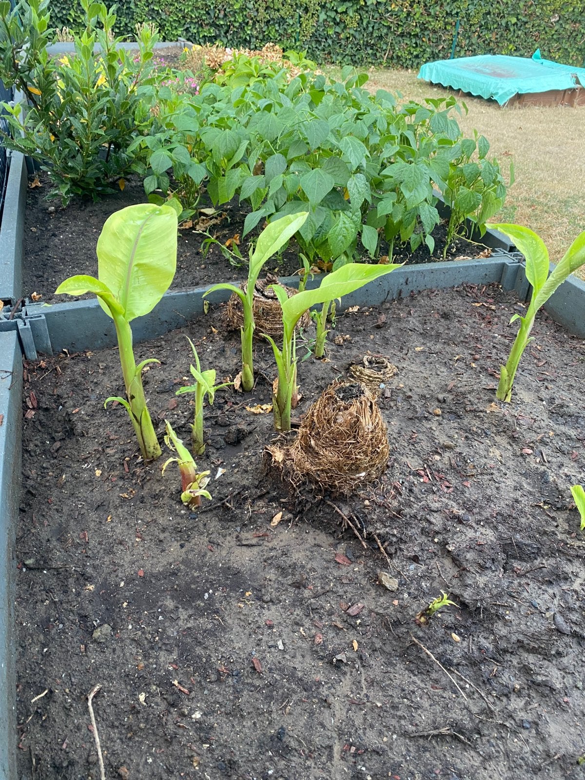 Bananenplanten, Tuin en Terras, Planten | Bomen, Ophalen