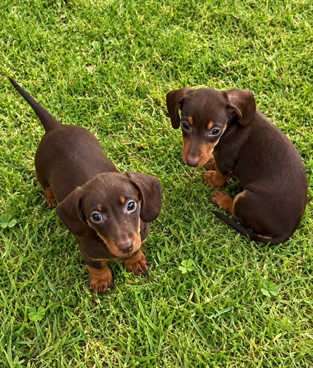 teckel pups,dwerg,choco tan,kortharig,reutje, Dieren en Toebehoren, België, Reu, 8 tot 15 weken, Korthaar