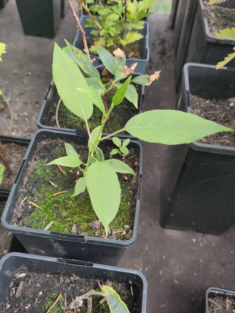 Kiwai - Kiwibaai, Tuin en Terras, Planten | Fruitbomen, Ophalen, Minder dan 100 cm, Lente, Overige soorten