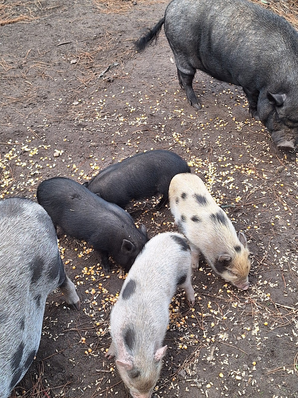 mini varkens, Varken