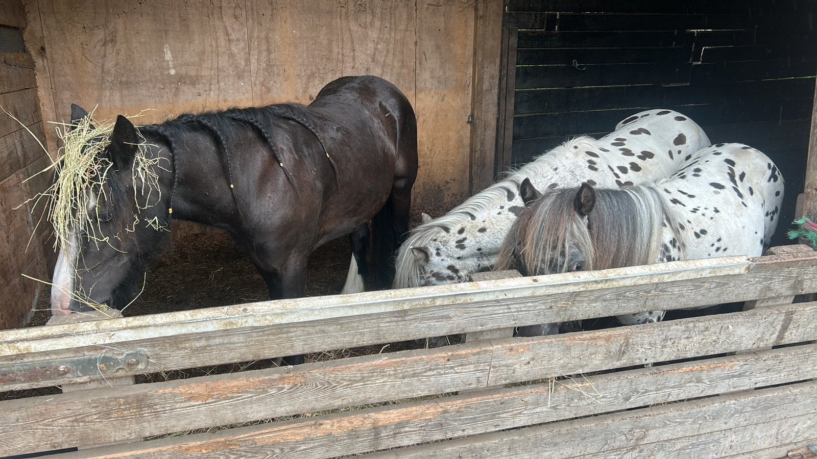 kinderpony