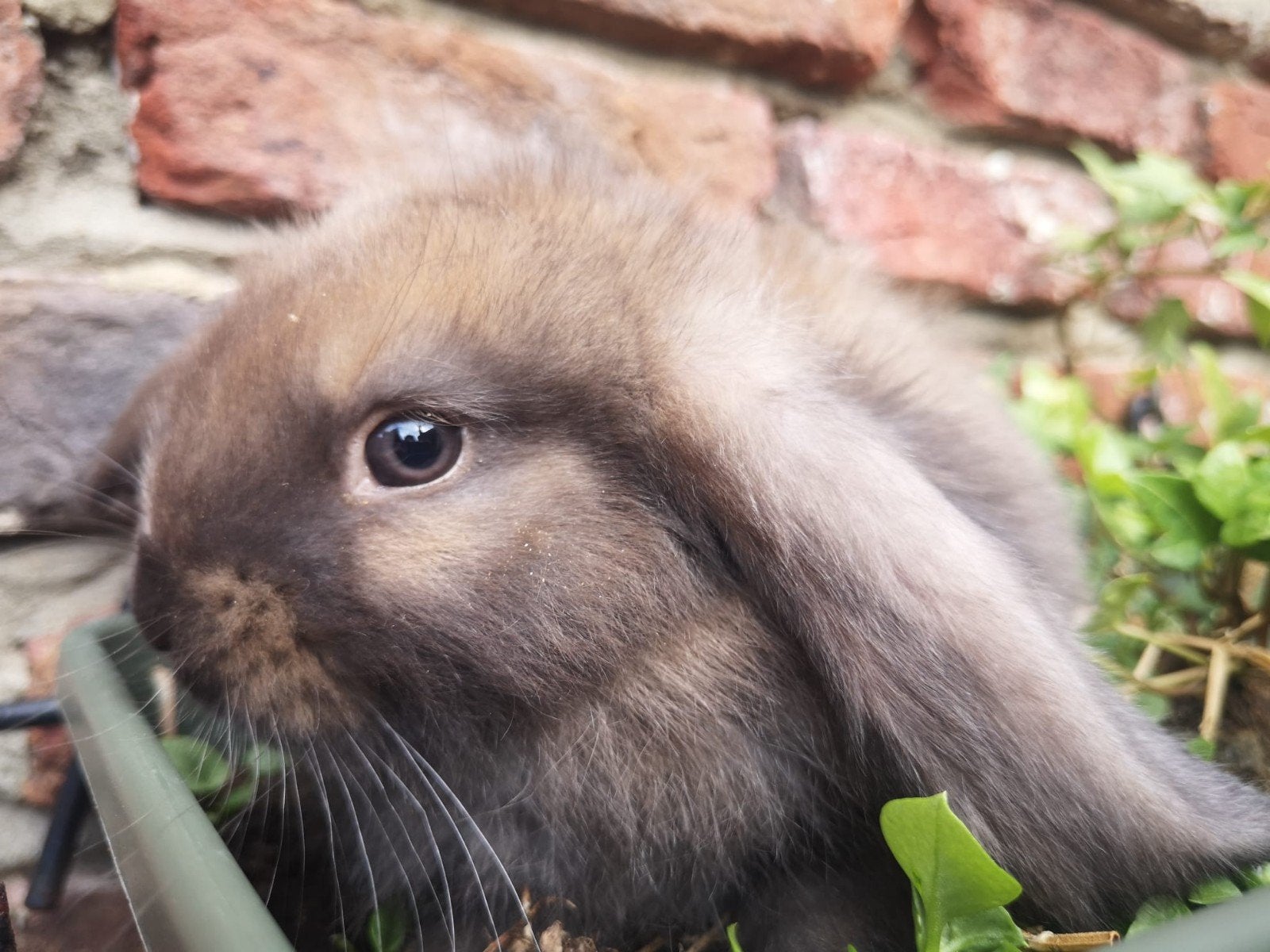 Franse hangoortjes, Dieren en Toebehoren, Konijnen, Mannelijk, Groot, Hangoor, 0 tot 2 jaar