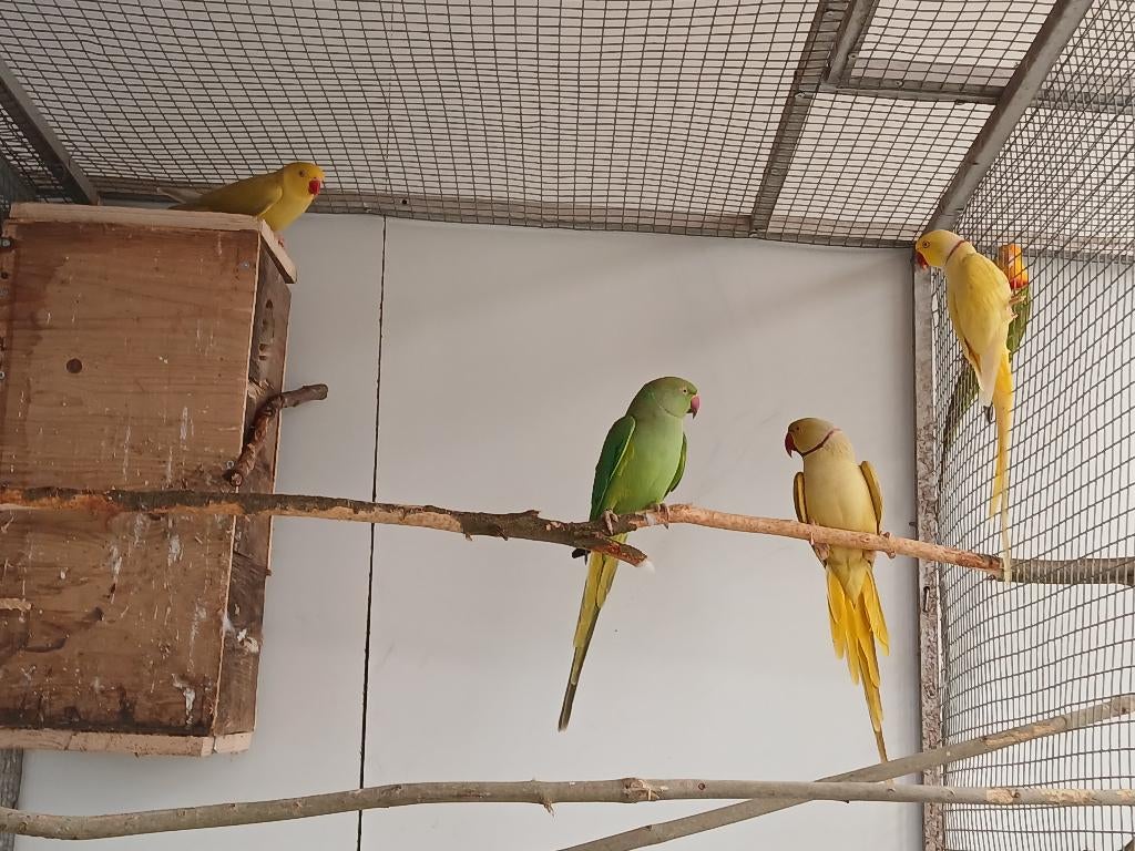 2 koppels halsbanden, Dieren en Toebehoren, Meerdere dieren, Papegaai, Geringd