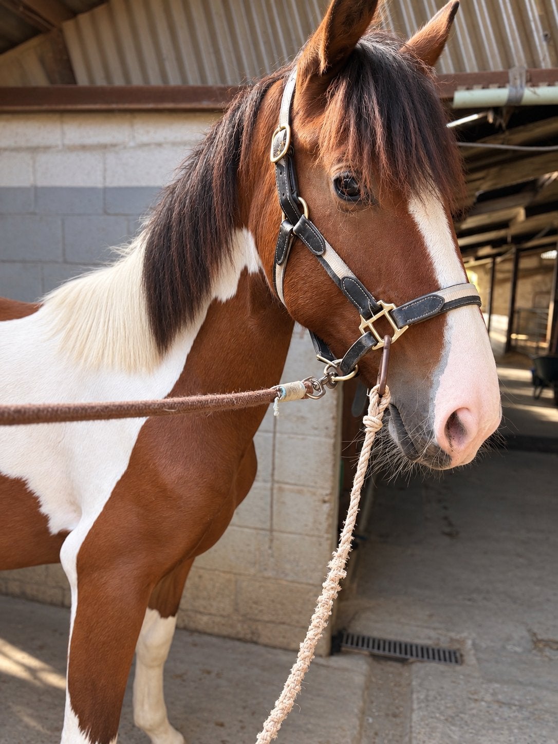 Bonte Jaarling merrie, Animaux & Accessoires, Avec pedigree, 165 à 170 cm, 0 à 2 ans, Jument
