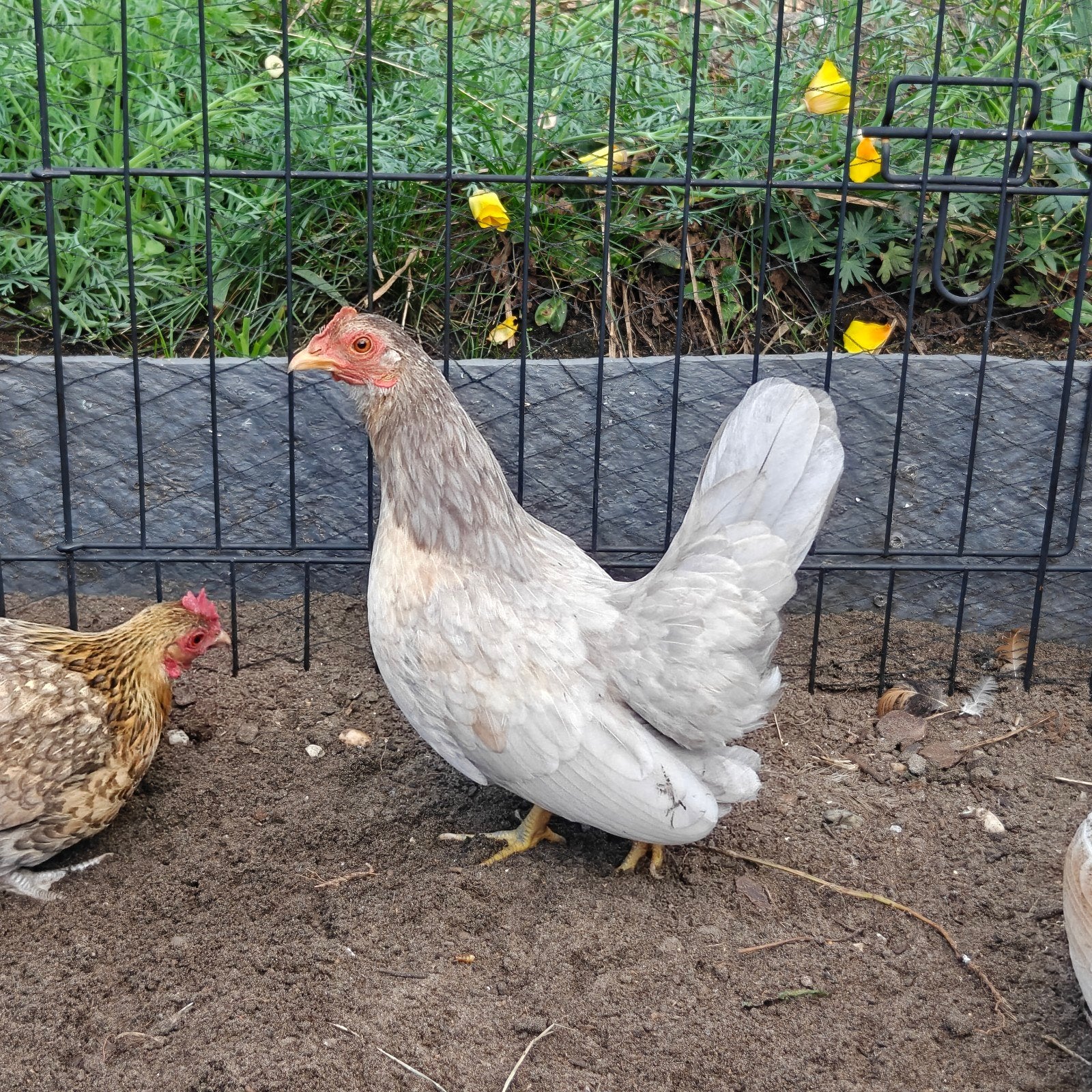 7 Hennen: 5 serama en 2 kruising met serama, Animaux & Accessoires, Volatiles, Femelle, Poule ou poulet