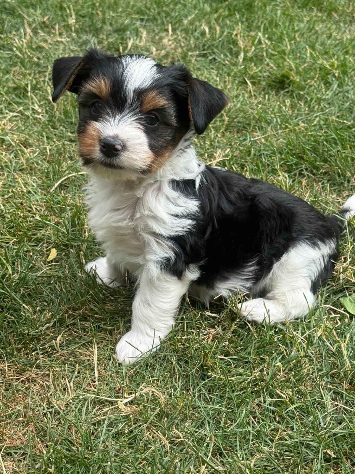 Biewer york puppies, Dieren en Toebehoren, Honden | Jack Russells en Terriërs, België, 8 tot 15 weken, Meerdere, Meerdere dieren