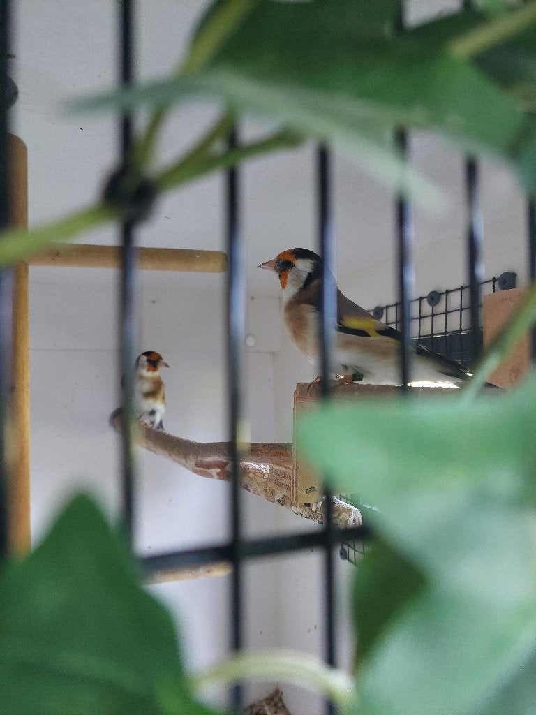 Vogels Majoor putters, Dieren en Toebehoren