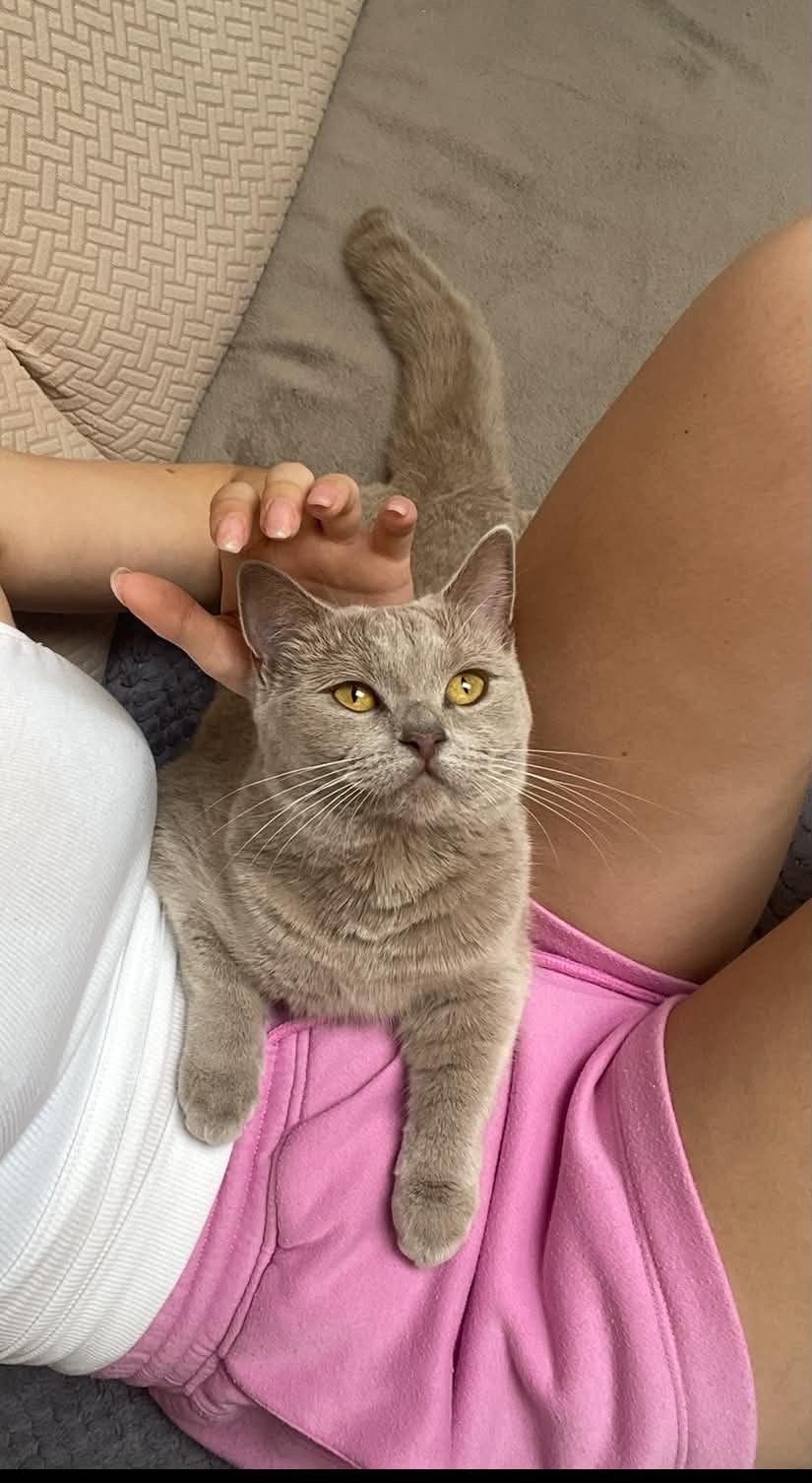 Britse korthaar poes, Poes, Gechipt, 0 tot 2 jaar