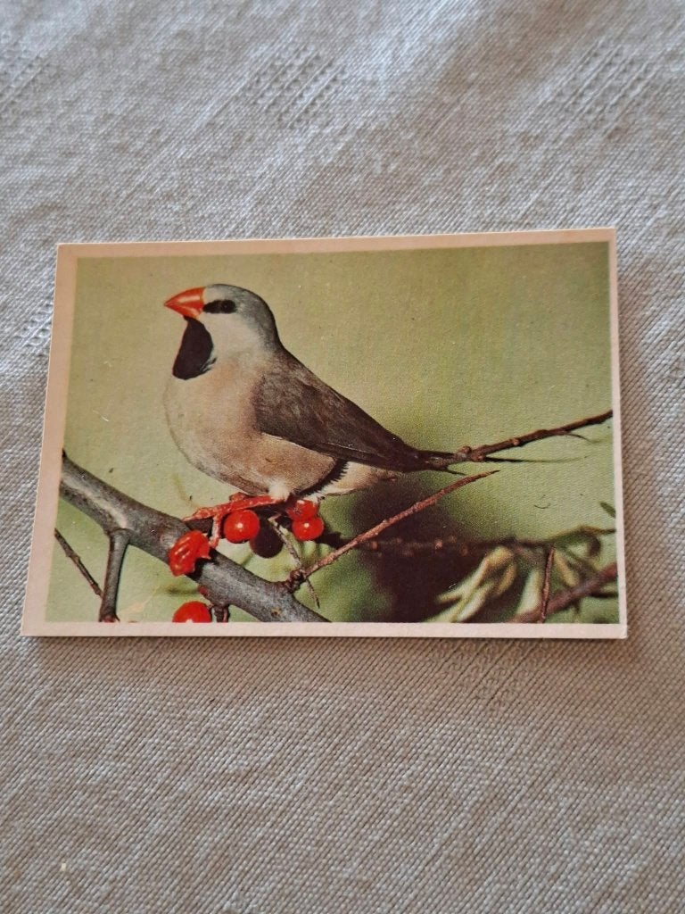 Prentje/Chromo : Spitsstaart Amadine, Enlèvement ou Envoi, Utilisé, Animal, Gravure