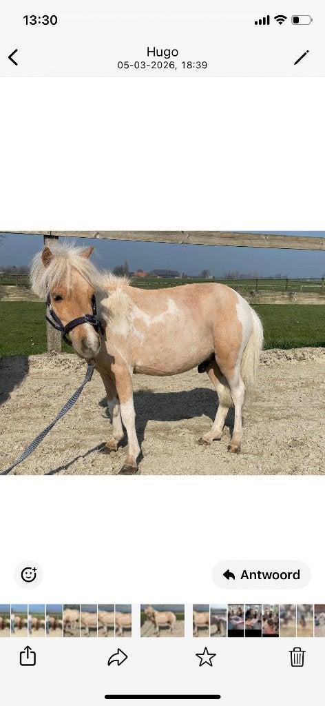 Mini paardje 4 jaar Palomino 82 cm, Animaux & Accessoires, Vermifugé