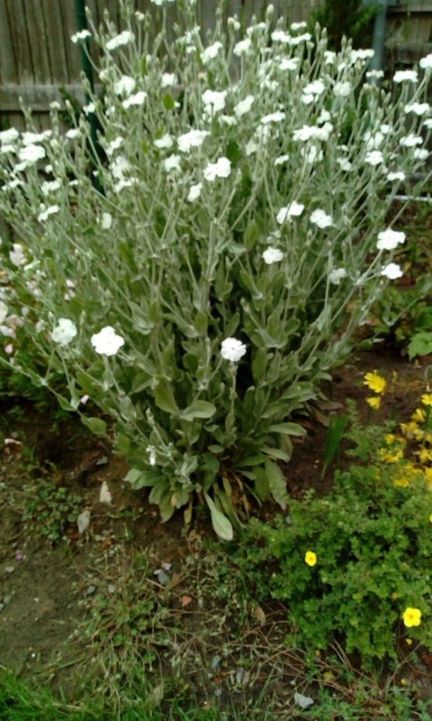 prikbloem, Ophalen
