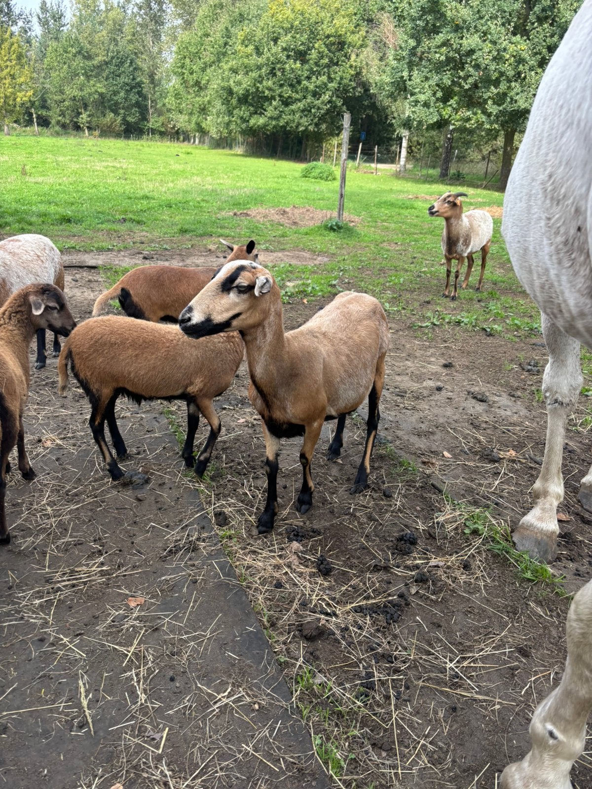 Kameroen schapen, Dieren en Toebehoren