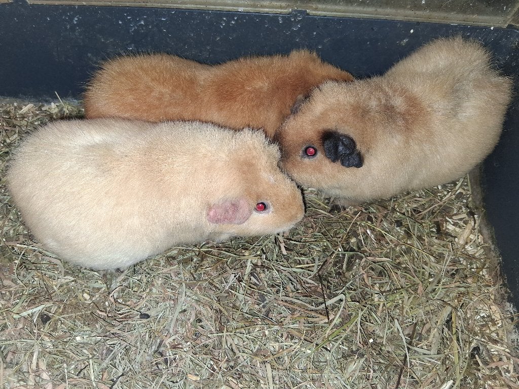 Dit groepje cavia verhuisd samen, Animaux & Accessoires, Domestique, Plusieurs animaux, Mai, Cobaye