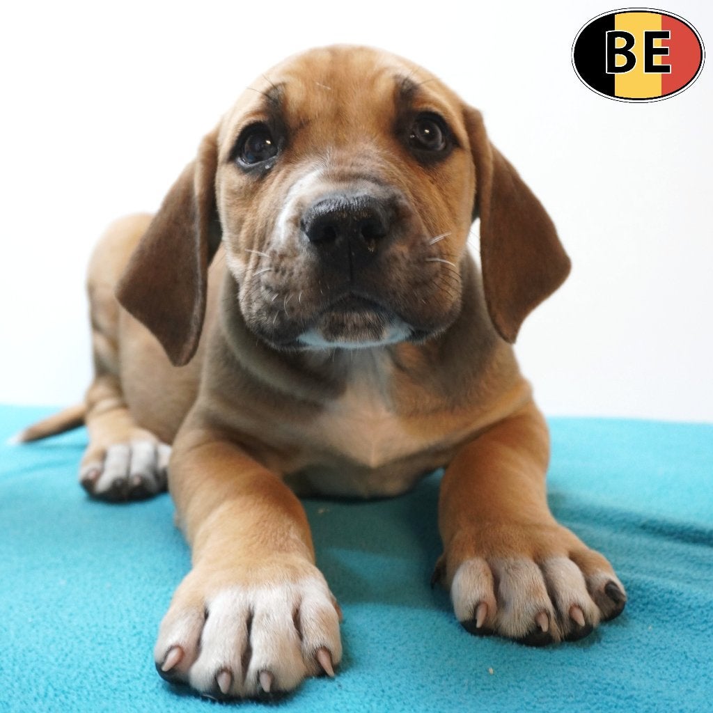 Boerboel pups te koop, kracht en trouw, België, CDV (hondenziekte), 8 tot 15 weken, Meerdere