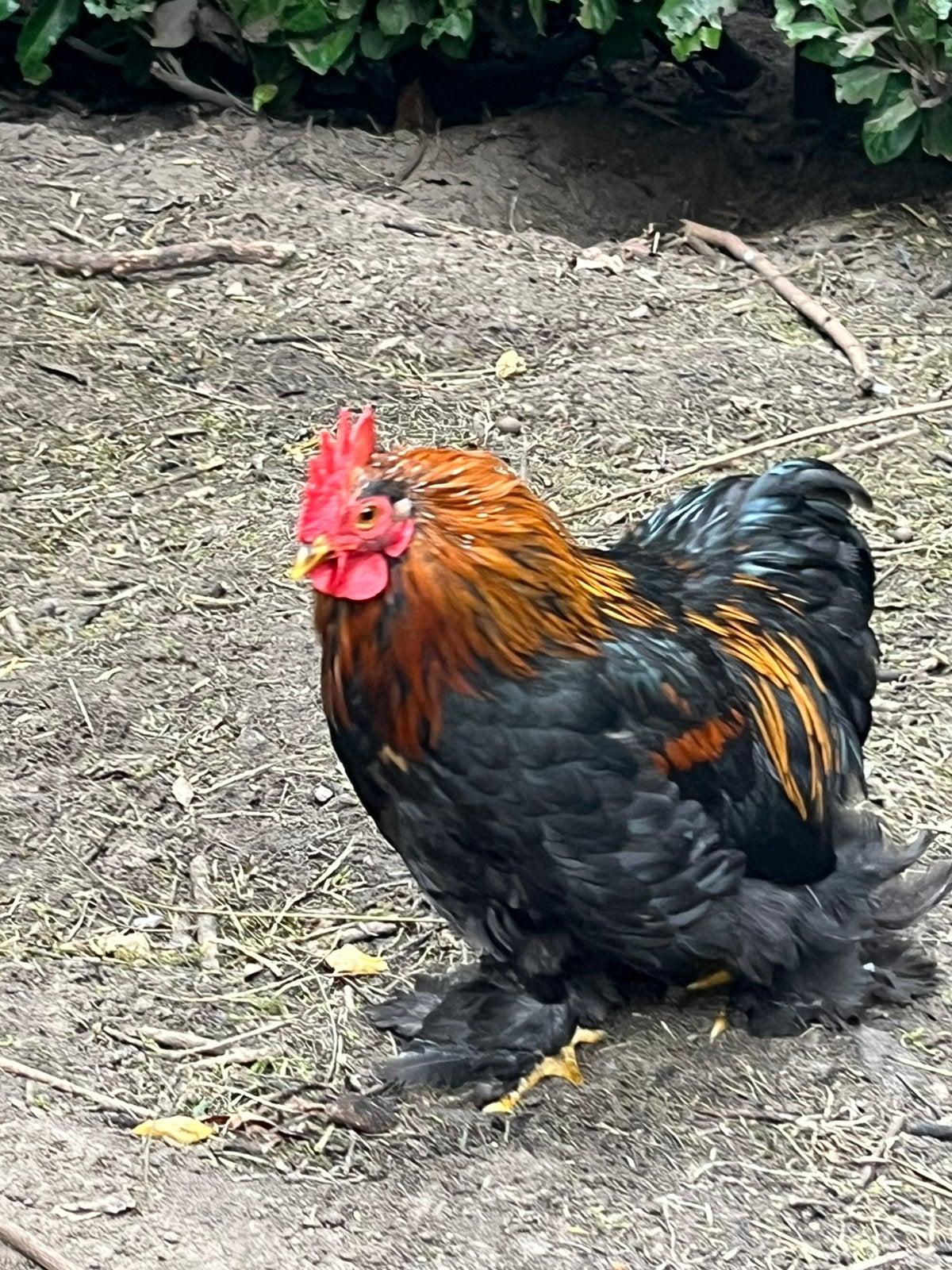 Cochin kriel haantje GRATIS, Dieren en Toebehoren, Mannelijk, Kip