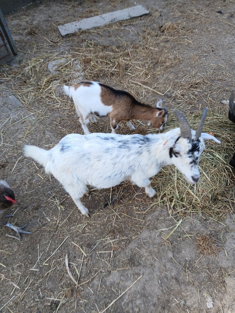 Dwerggeitjes te koop, Dieren en Toebehoren, Schapen, Geiten en Varkens, Geit, Meerdere dieren