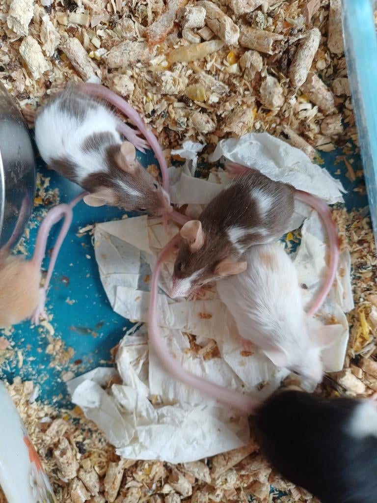Tamme kleur muizen alle leeftijden, Dieren en Toebehoren, April, Muis, Meerdere dieren, Tam