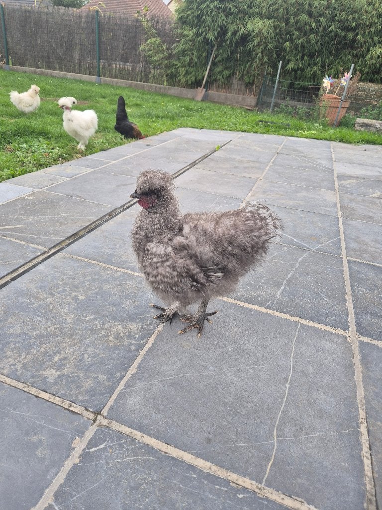 Vriendelijke zijdehoen haan, Mâle, Poule ou poulet