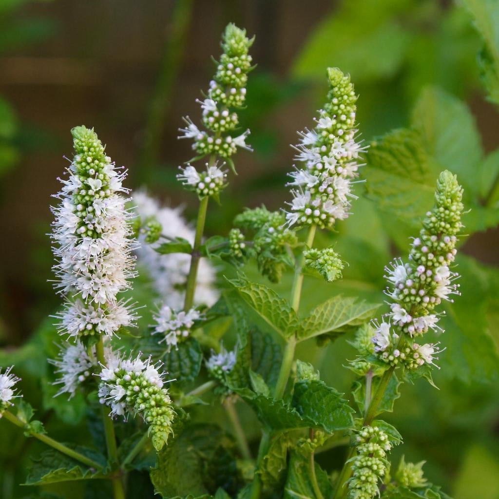 Marokkaanse munt (Mentha spicata 'Moroccan'), Tuin en Terras, Ophalen, Vaste plant, Kruiden, Volle zon