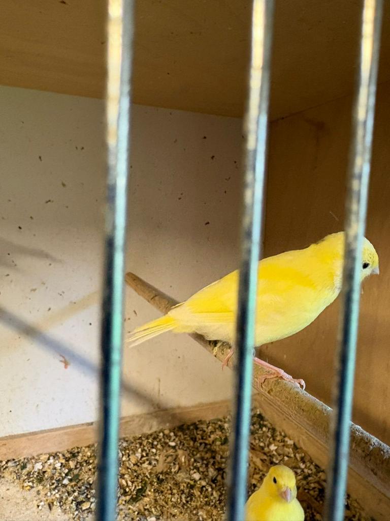 Canaries, Sexe inconnu, Canari chanteur