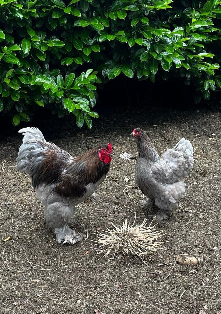 Brahma groothoender kuikens, Dieren en Toebehoren, Pluimvee